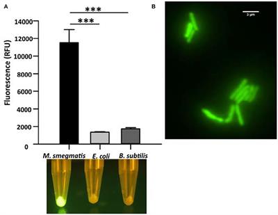 Corrigendum: Separation of Mycobacterium smegmatis from a mixed culture using the cell wall binding domain of D29 mycobacteriophage endolysin